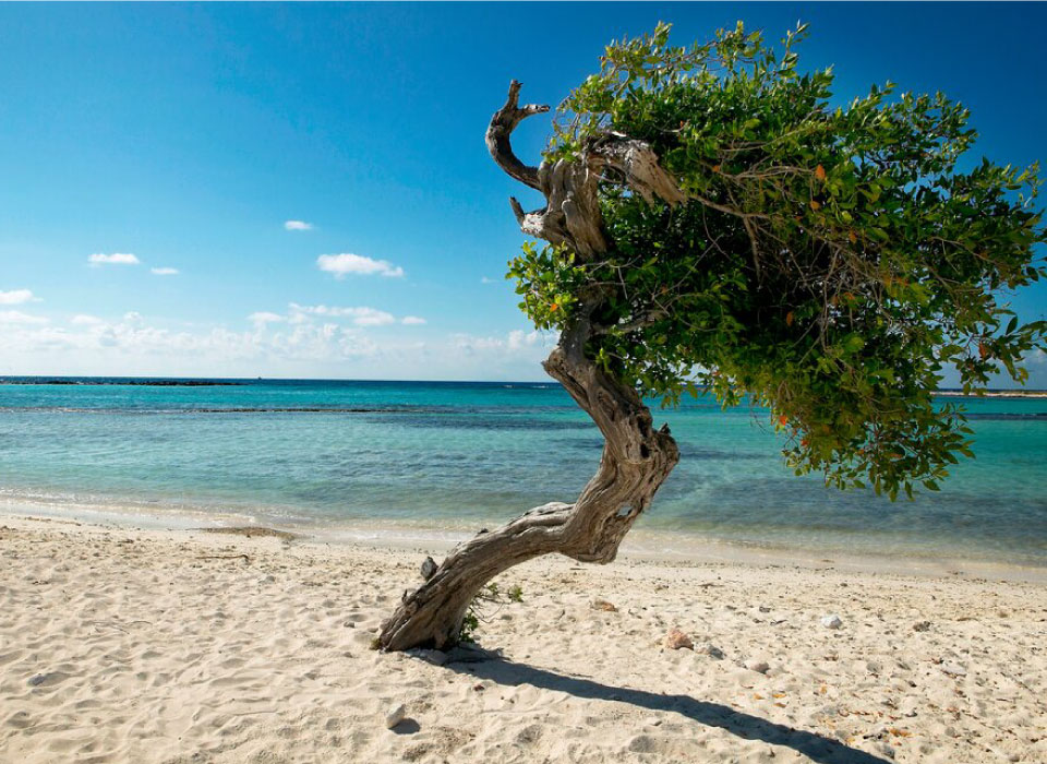 Aruba Gallery