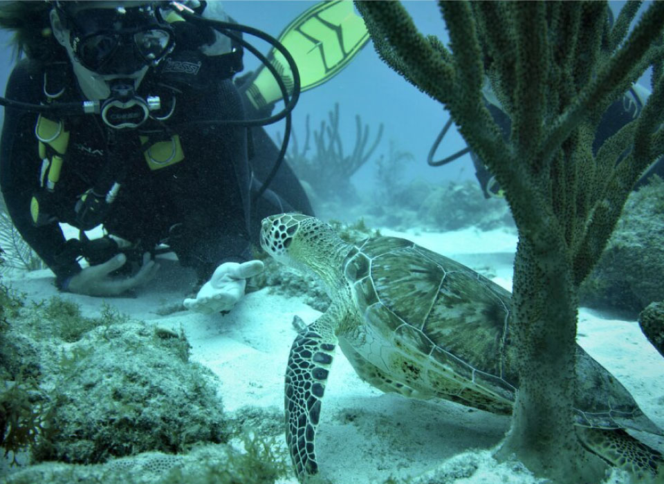 Aruba Gallery