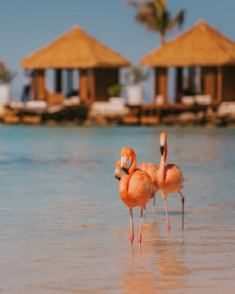 Aruba