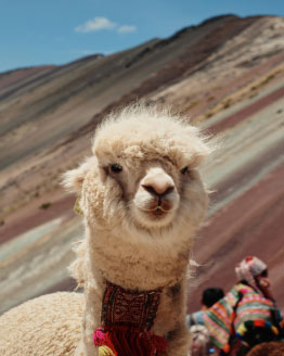 Lima y Cuzco