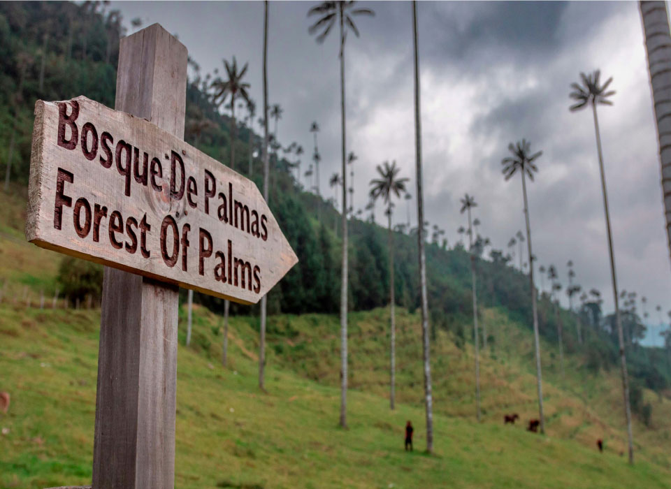 Eje Cafetero Colombia Gallery