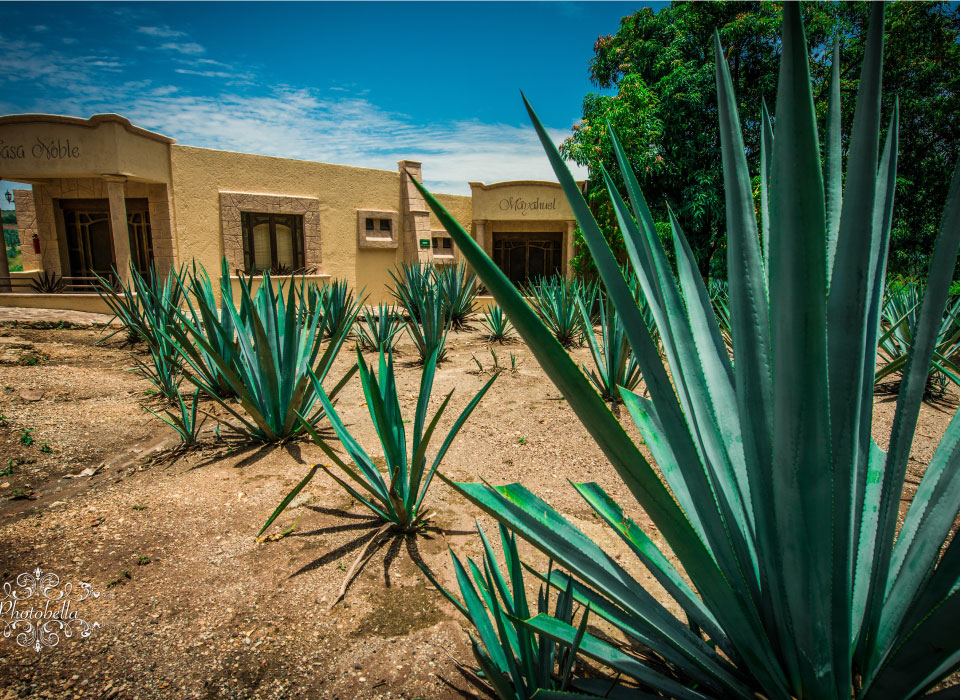 Guadalajara Gallery
